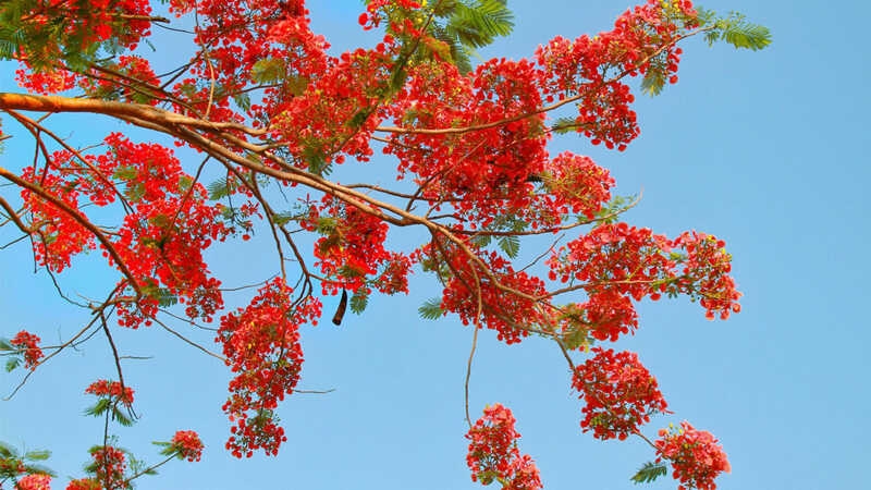 Gỏi gà Bông Phượng